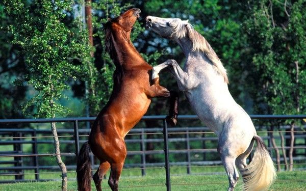 fond d'écran cheval