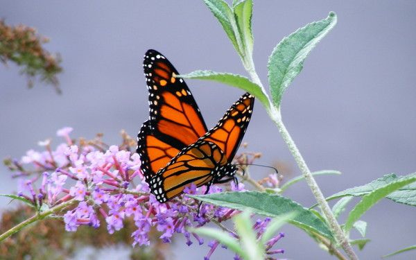 fond d'écran papillon