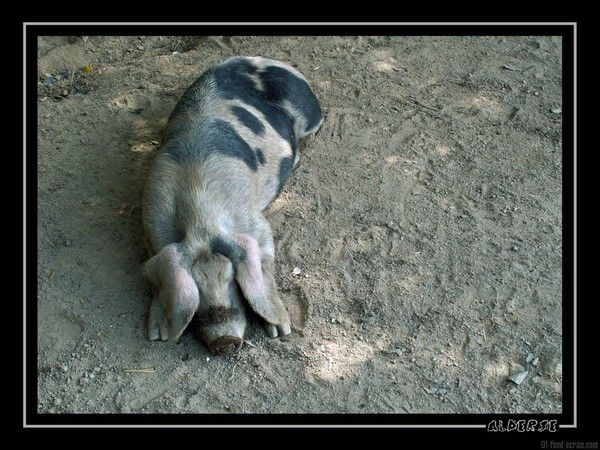 fond d'écran cochon