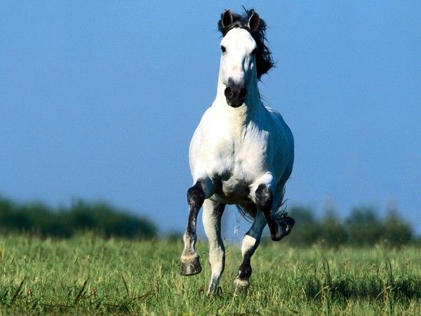 fond d'écran chevaux