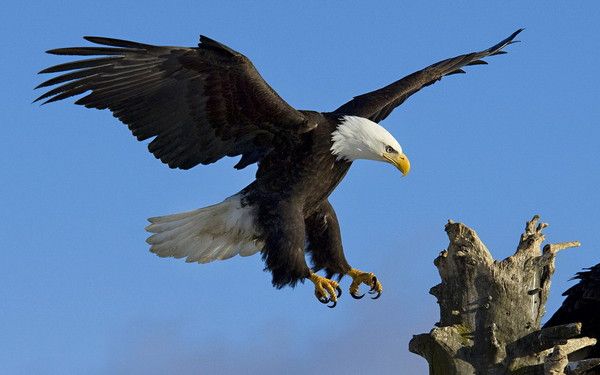 fond d'écran aigle