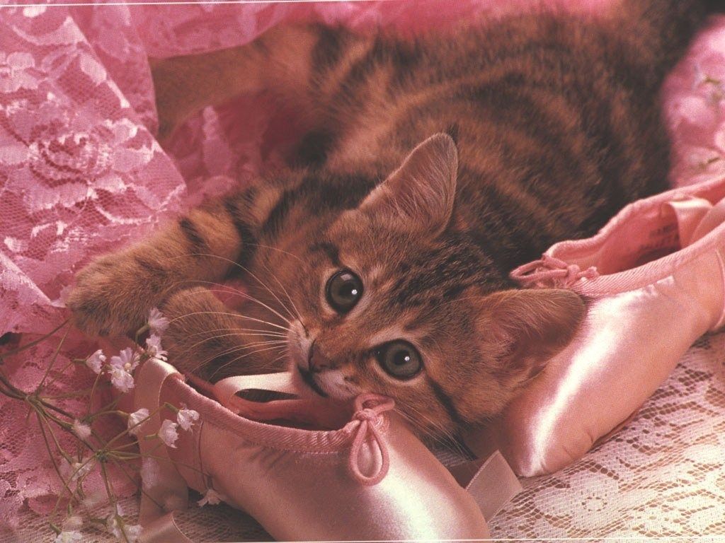 Розовые обои с котиками фото