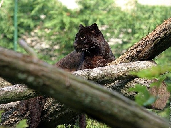 fond d'écran panthère noire