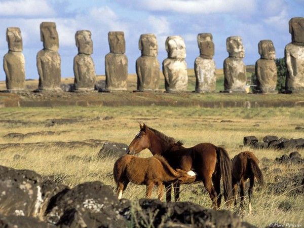 fond d'écran chevaux