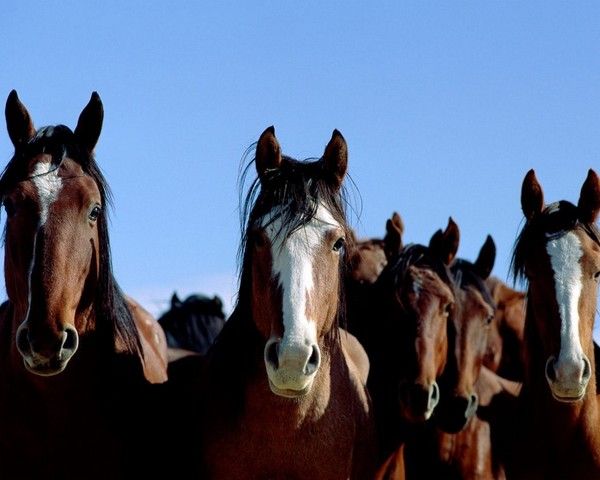 fond d'écran cheval