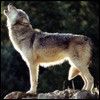 avatar loup