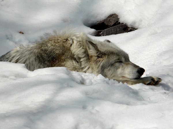 fond d'écran loup