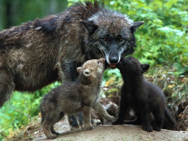 fond d'écran loup