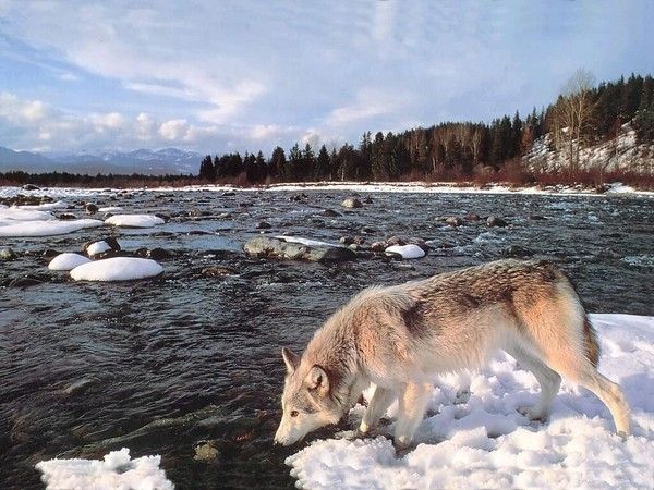 fond d'écran loup