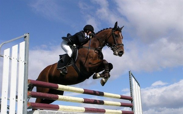 fond d'écran cheval