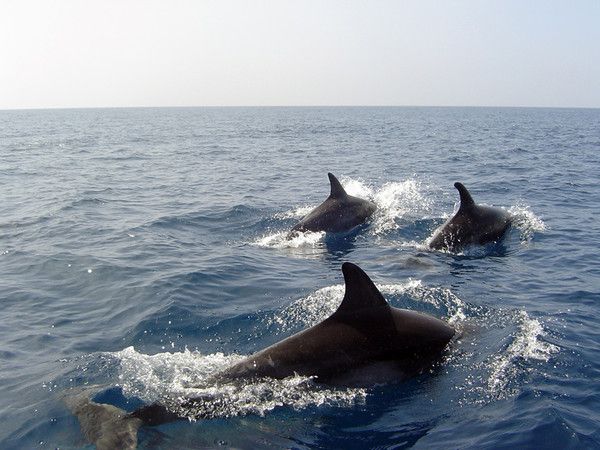 fond d'écran dauphin