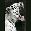 avatar tigre