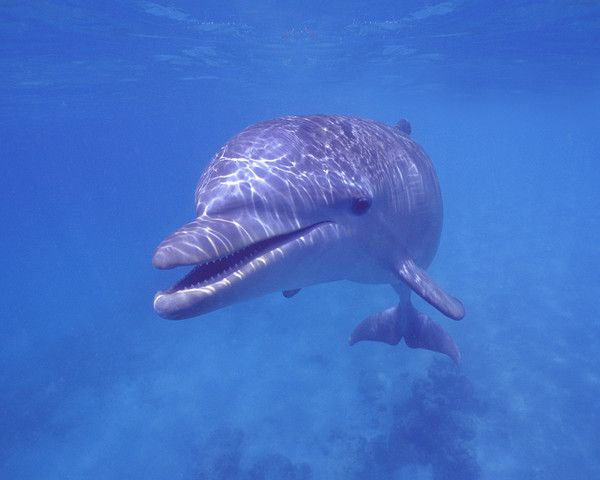 fond d'écran dauphin