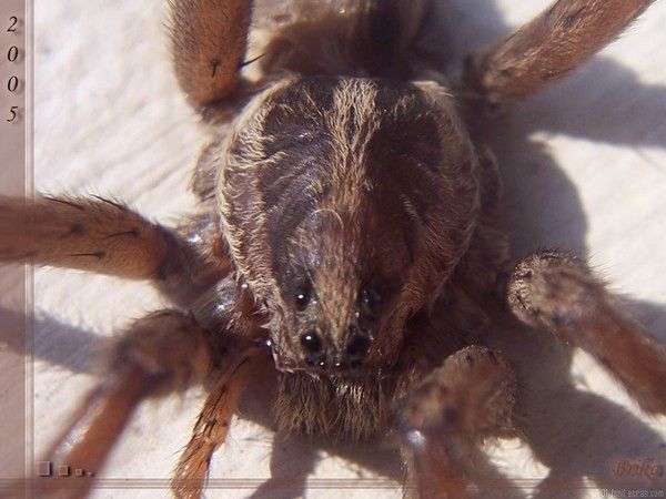 fond d'écran araignée