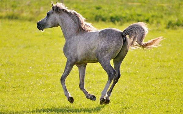 fond d'écran cheval