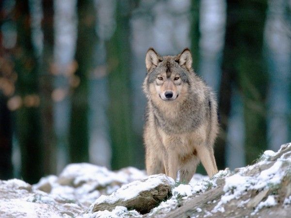 fond d'écran loup