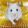 avatar hamster