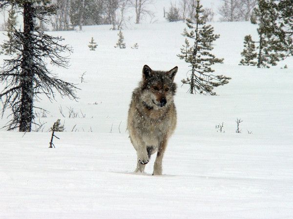 fond d'écran loup