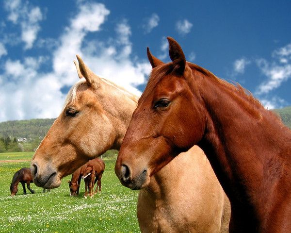 fond d'écran chevaux