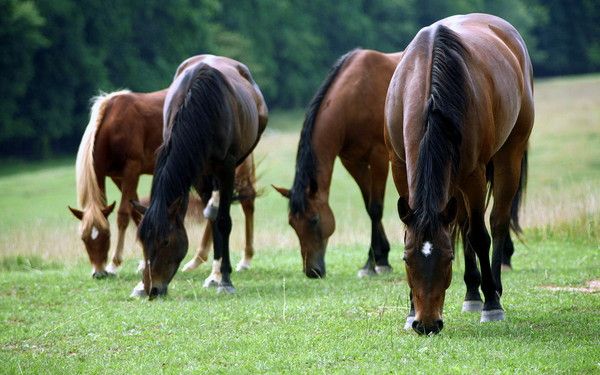 fond d'écran chevaux