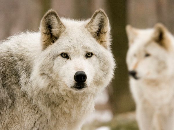 fond d'écran loup