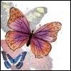 avatar papillon
