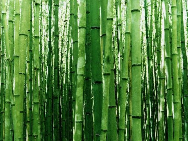 fond d'écran bambou