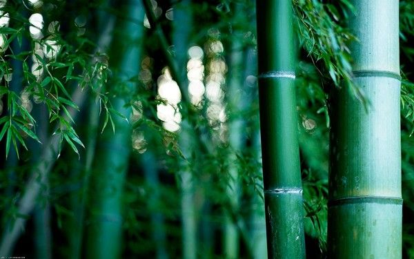 fond d'écran bambou