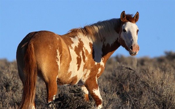 fond d'écran cheval