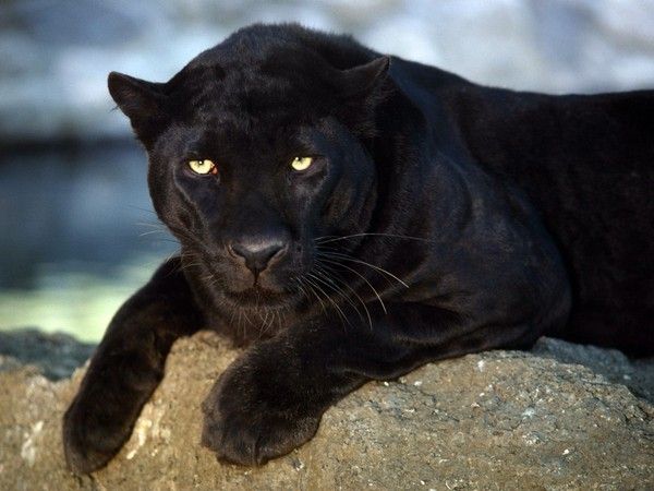 fond d'écran panthère noire