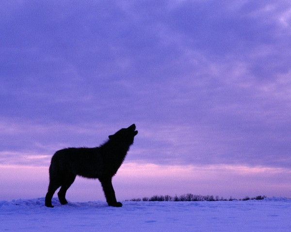 fond d'écran loup