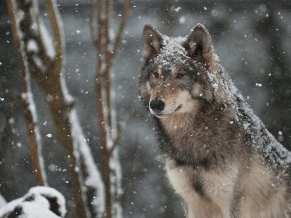 fond d'écran loup