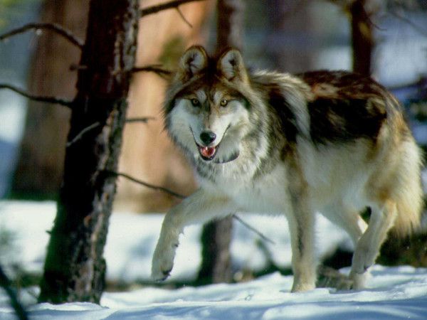 fond d'écran loup