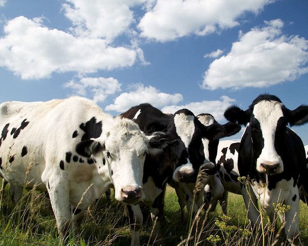 fond d'écran vache