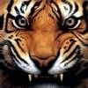 avatar tigre