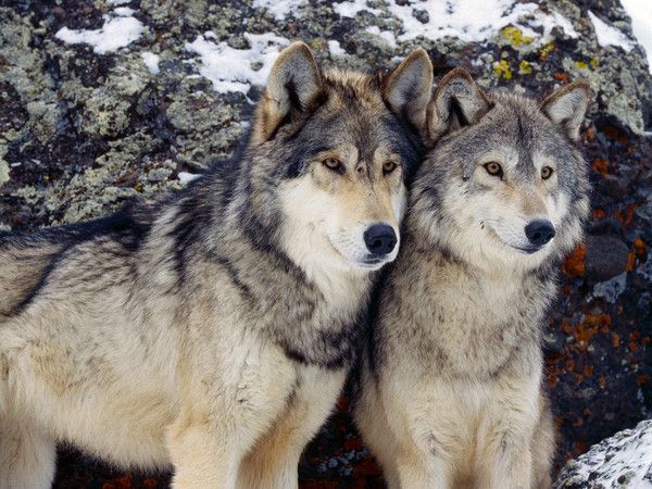 fond d'écran loup