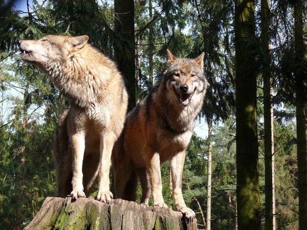 fond d'écran loup