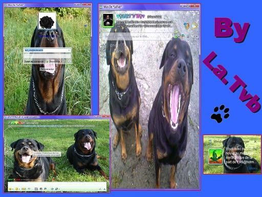 Skin plus ! 2009 Rottweiler par La TVB