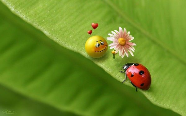 fond d'écran coccinelle