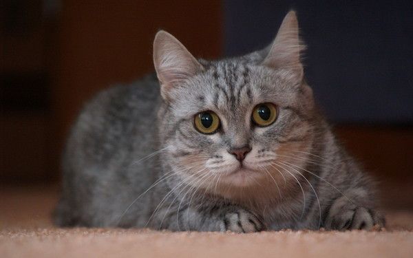 fond d'écran regard de chat