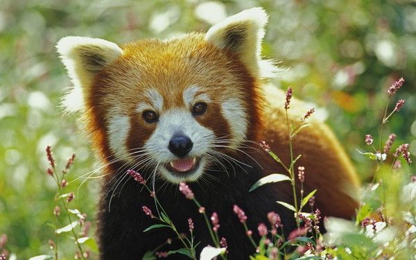 fond d'écran animaux divers