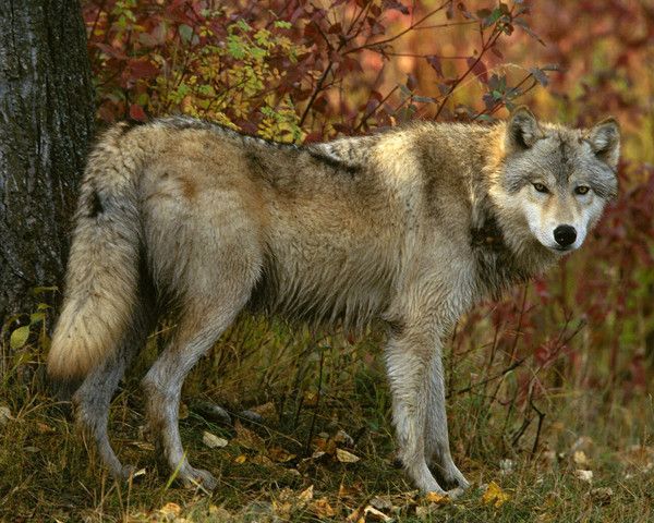 fond d'écran loup