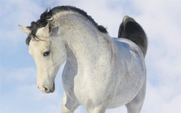 fond d'écran cheval