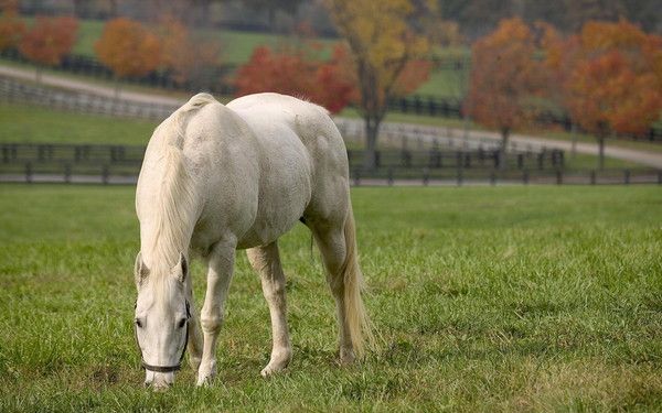 fond d'écran cheval