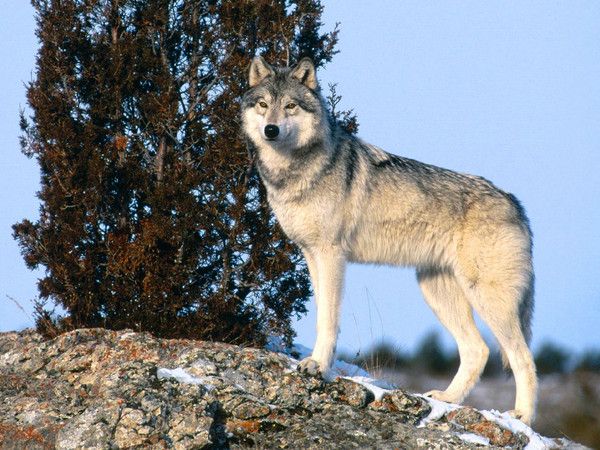 fond d'écran loup